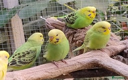 Budgerigars birds for sale: Young budgies, easily tamed - Image 1