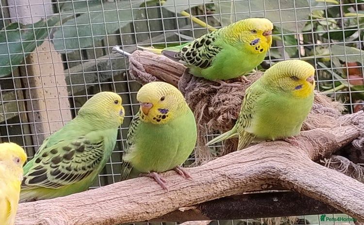 Budgerigars birds - Advert 14