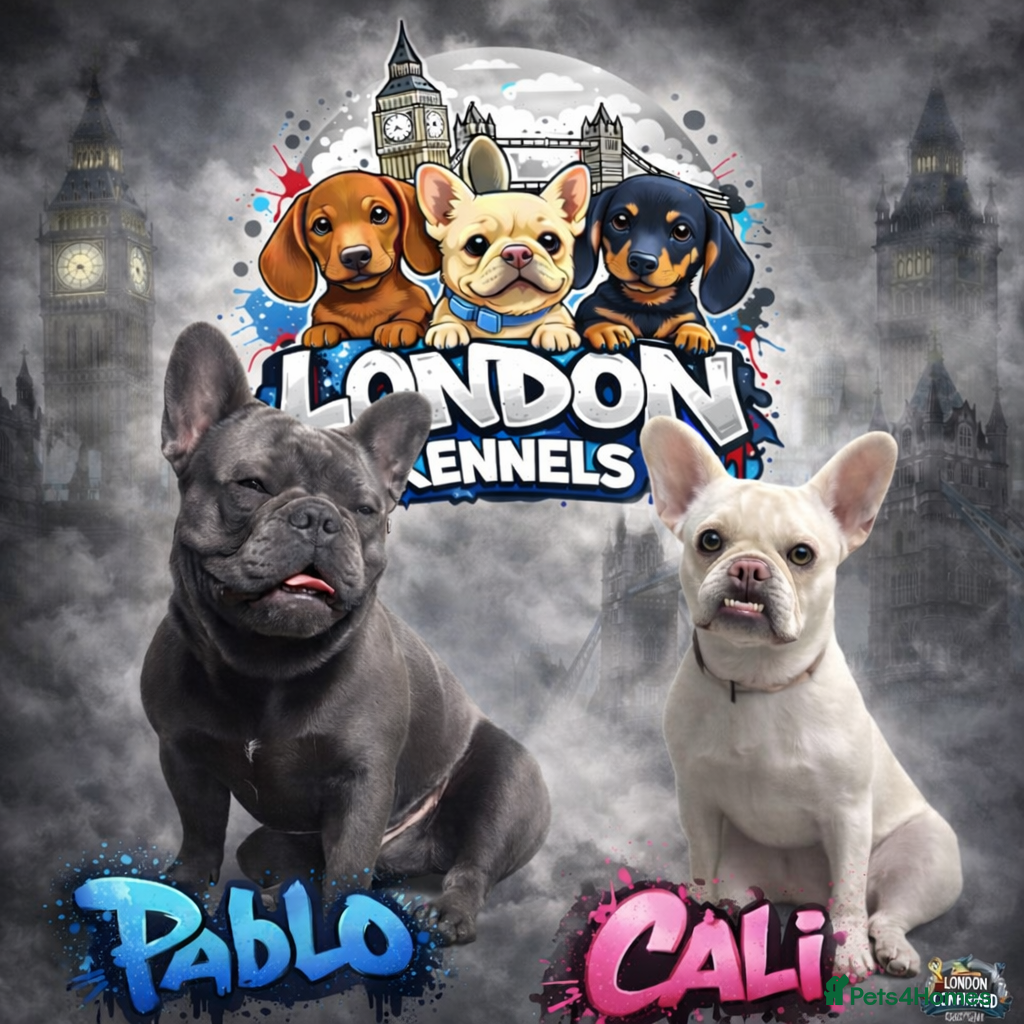 French Bulldog dogs French bulldogs for sale  - Advert 1