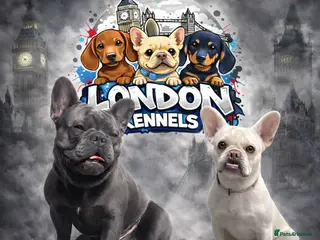 French Bulldog dogs French bulldogs for sale - Advert 1