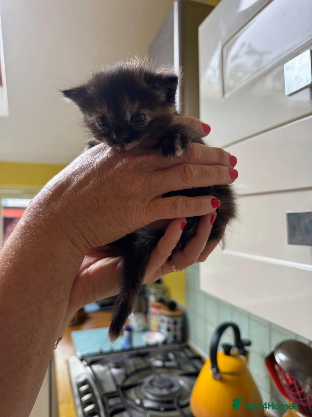Mixed Breed cats for sale: Beautiful tabby kitten - unusual markings - Advert 14
