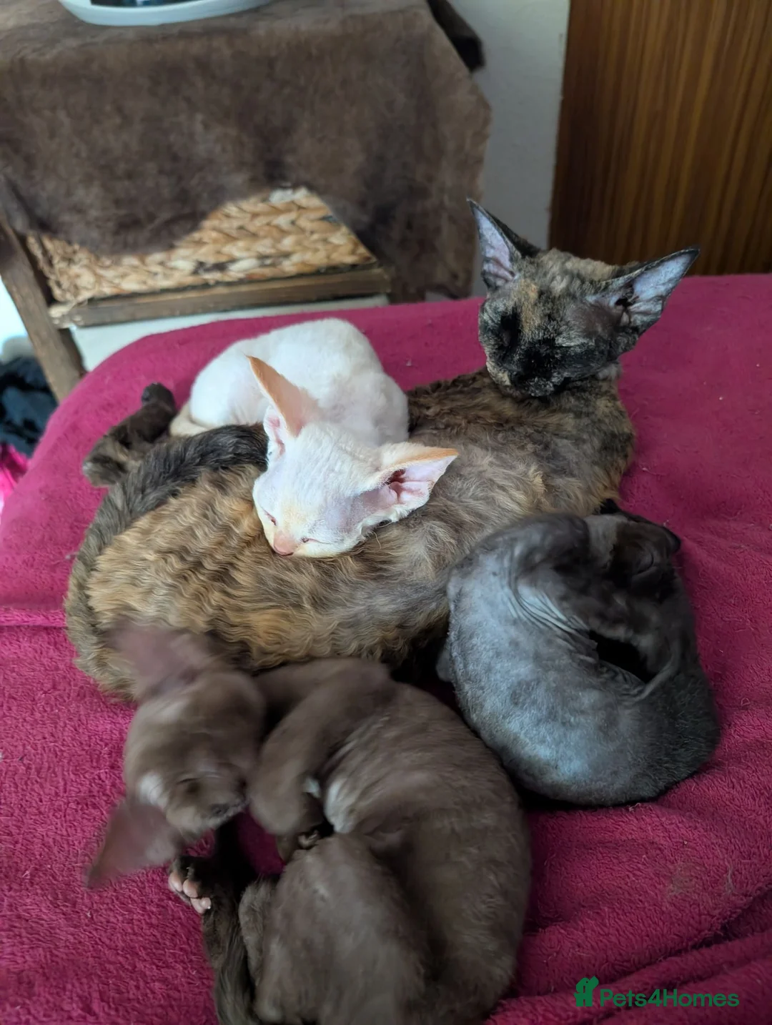 Devon Rex cats for sale: Crazy little gremlins!  in Bristol - Advert 14