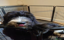 Sheepadoodle dogs for sale: *REDUCED*DNA tested sheepadoodle - Image 26
