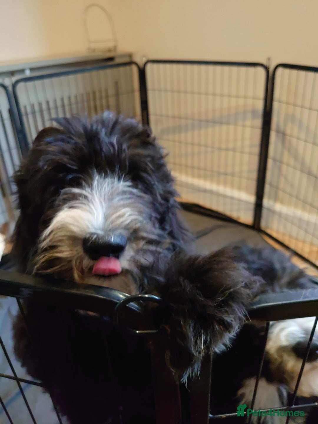 Sheepadoodle dogs for sale: *REDUCED*DNA tested sheepadoodle - Image 26