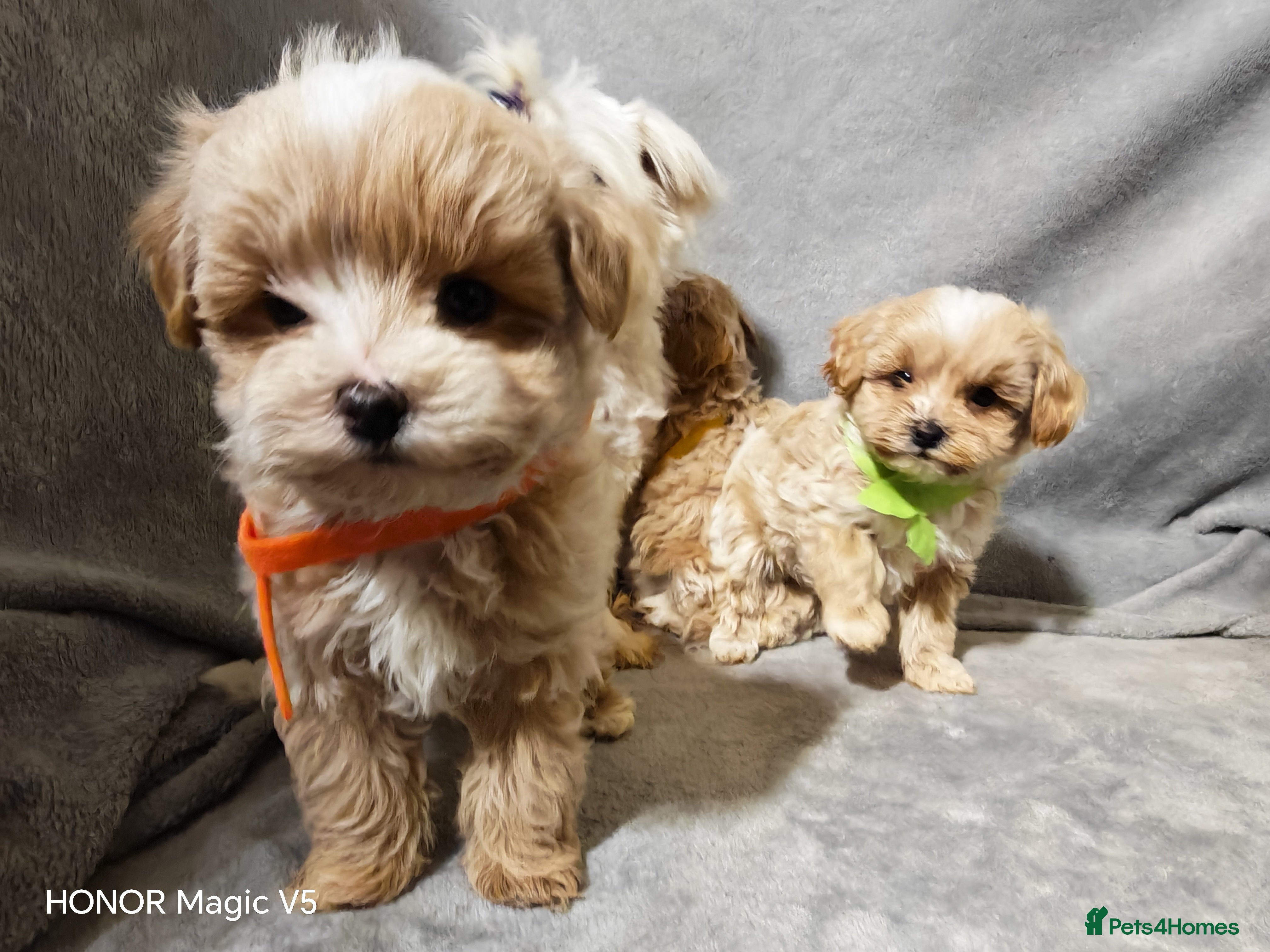 Maltipoo dogs Toy Maltipoo Puppies  - Advert 12