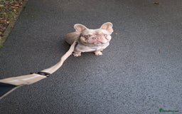 French Bulldog dogs for stud: Stud for breeding - Advert 2