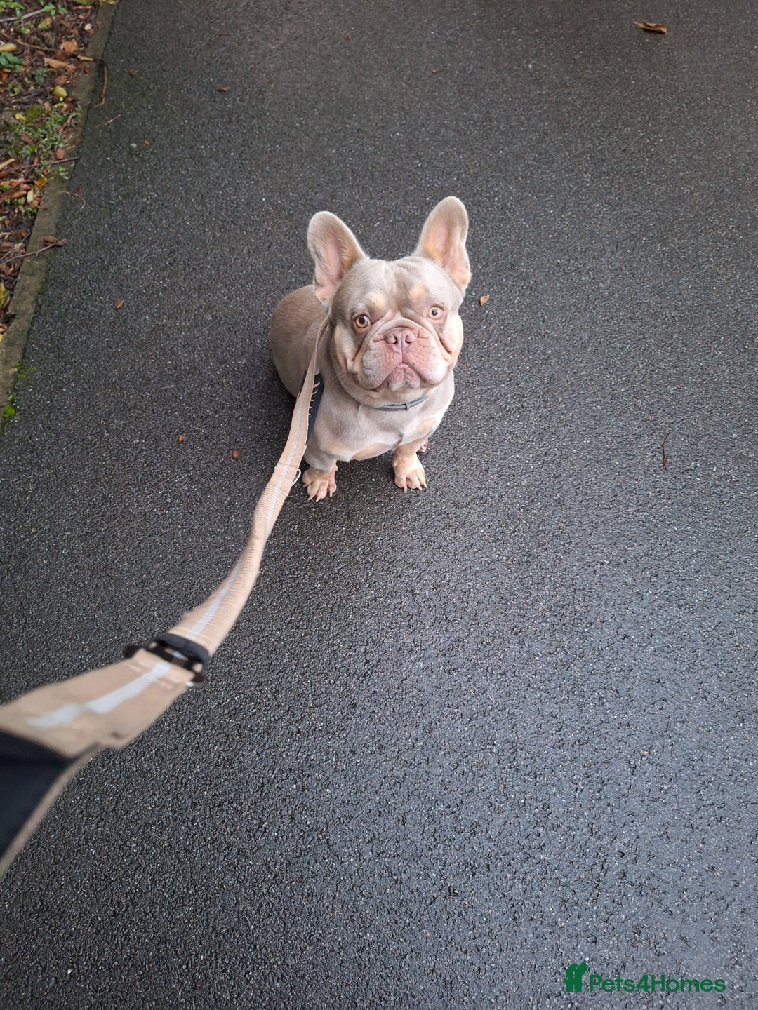French Bulldog dogs for stud: Stud for breeding - Advert 2