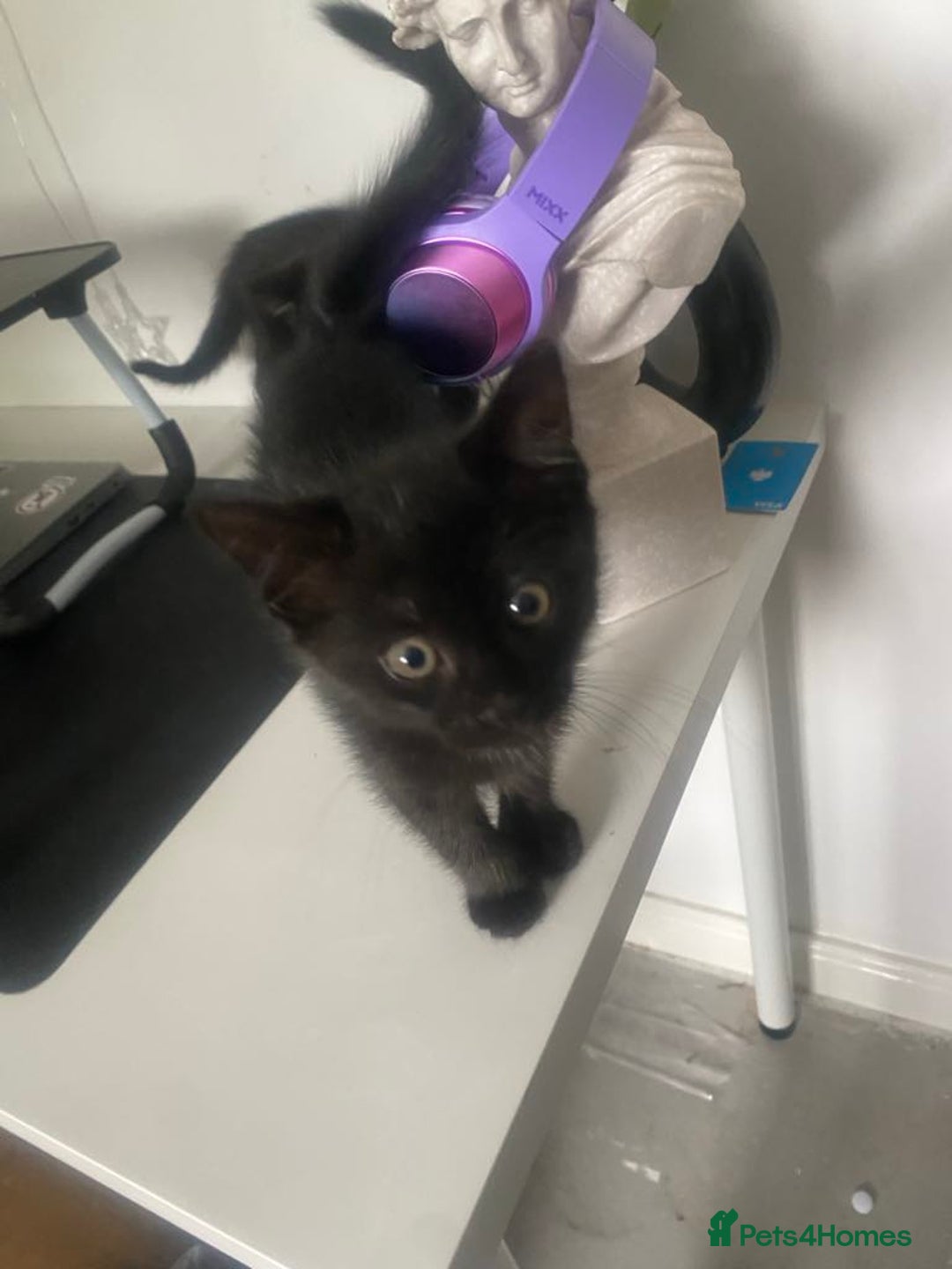 British Longhair cats for sale: 2 Gorgeous Female Kittens For Sale - Image 2