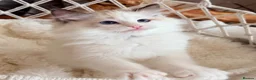 Ragdoll cats for sale: Show quality Ragdoll kittens from champion lines - Advert 9