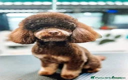 Maltipoo dogs for sale: F1 Health Tested Toy Maltipoos Ready in December - Image 8