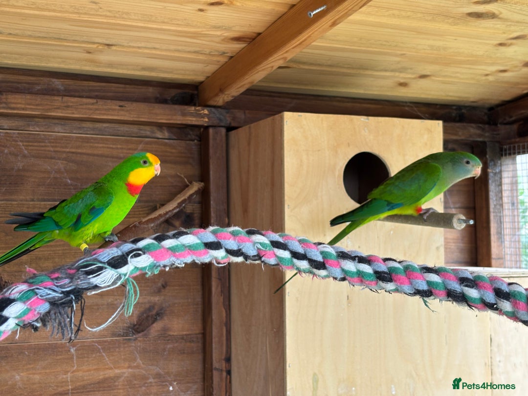 Parakeets birds for sale: Rare opportunity Superb parrots for sale - Image 4