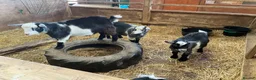 Goats livestock for sale: Pygmy kids for sale. Females and castrated males  - Advert 15