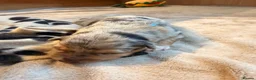 Mixed Breed dogs for sale: Shollie litter expected on the 16th of September - Advert 15