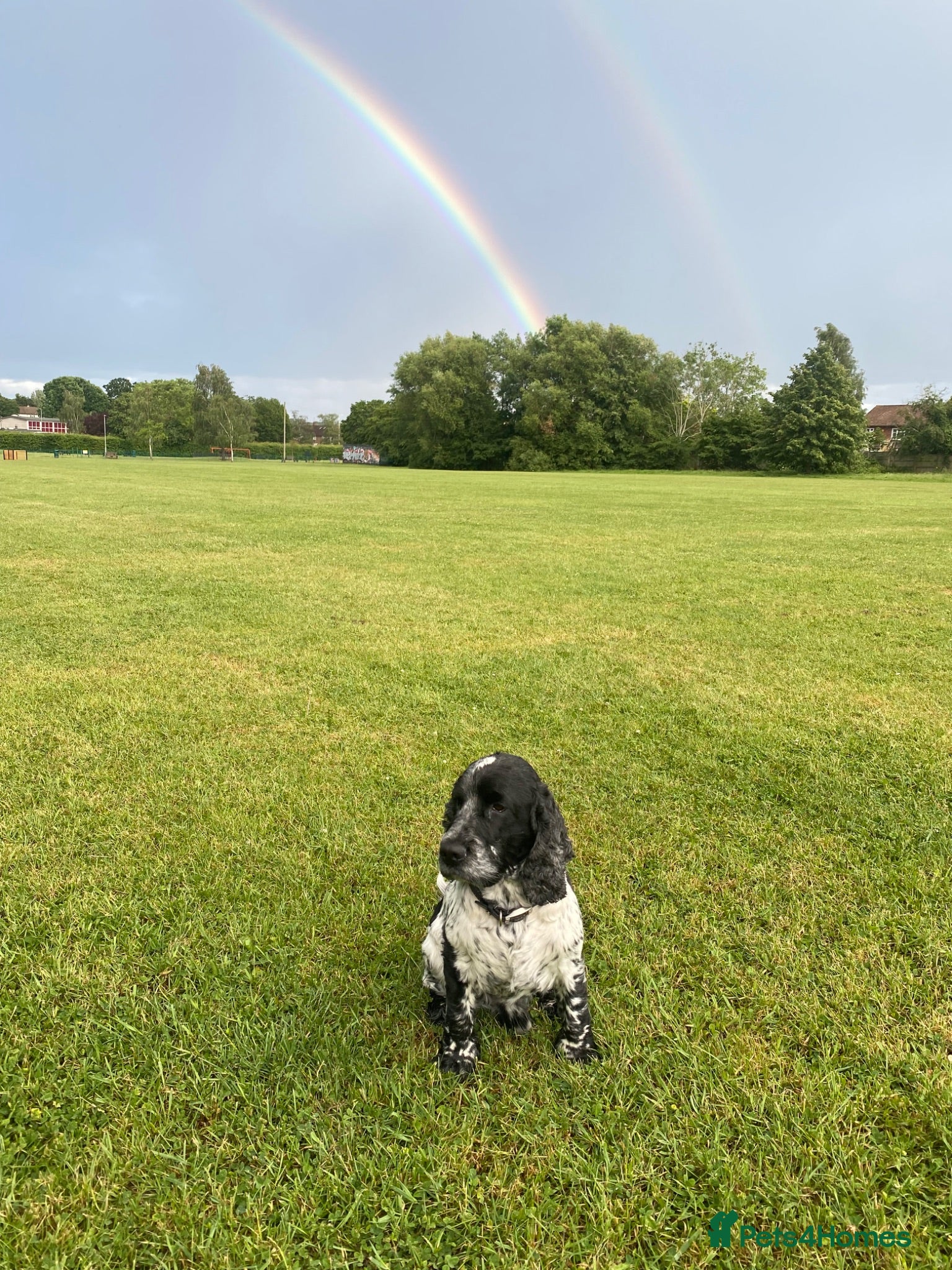 Cocker Spaniel dogs Coker spaniel show type blue roan pedigree KC - Advert 2