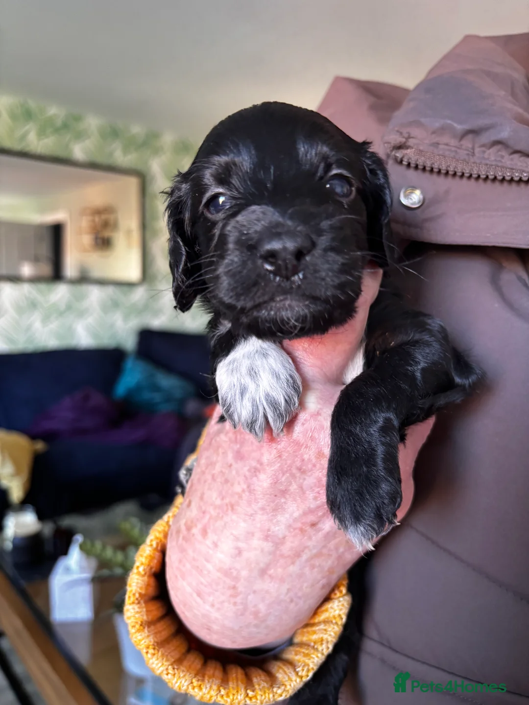 Cockapoo dogs for sale: F2 Cockapoo Pup - last boy left  - Advert 15