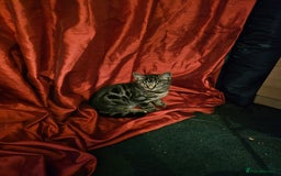 Bengal cats for sale: Bengal kittens  - Image 10