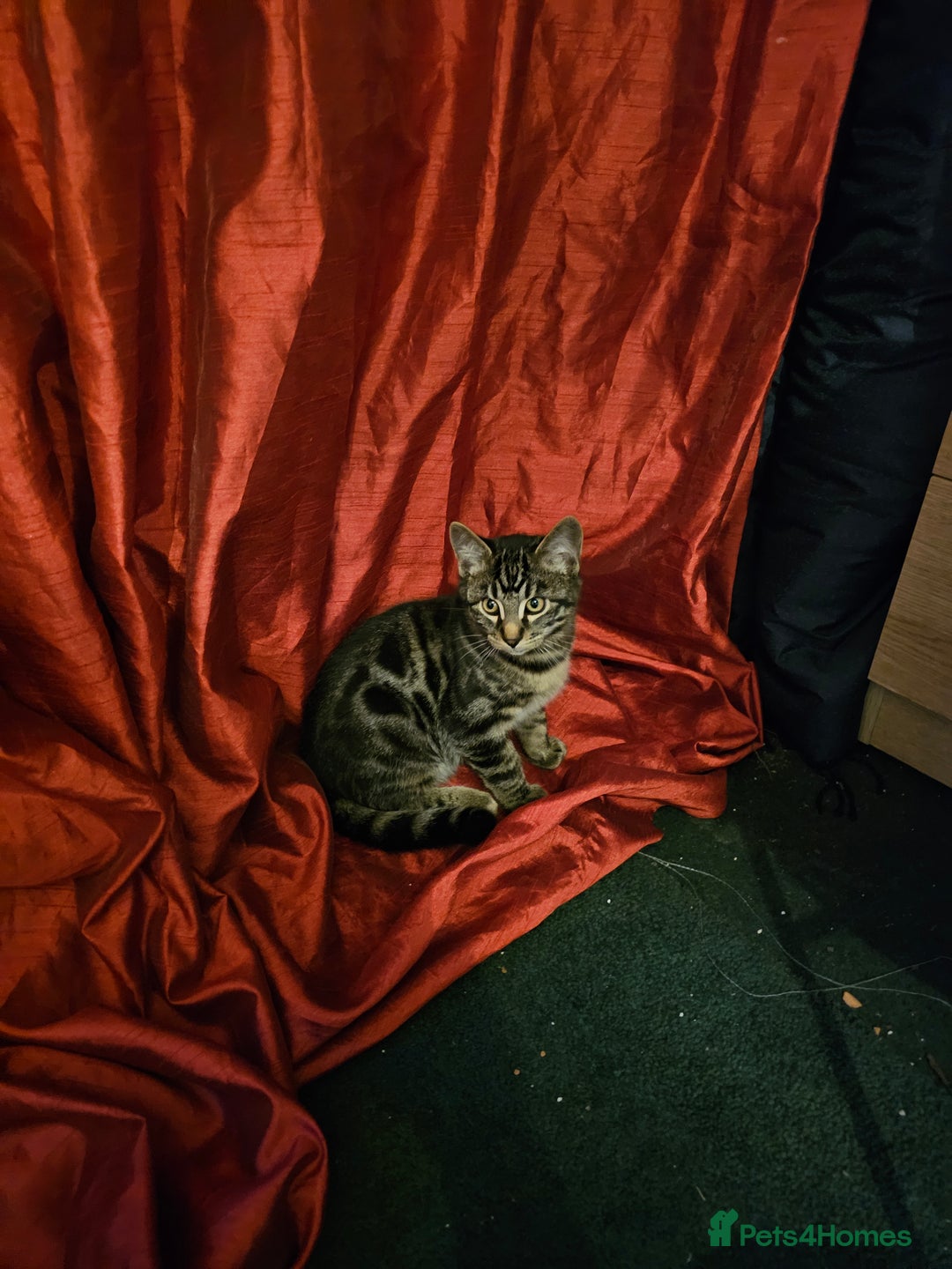 Bengal cats for sale: Bengal kittens  - Image 10