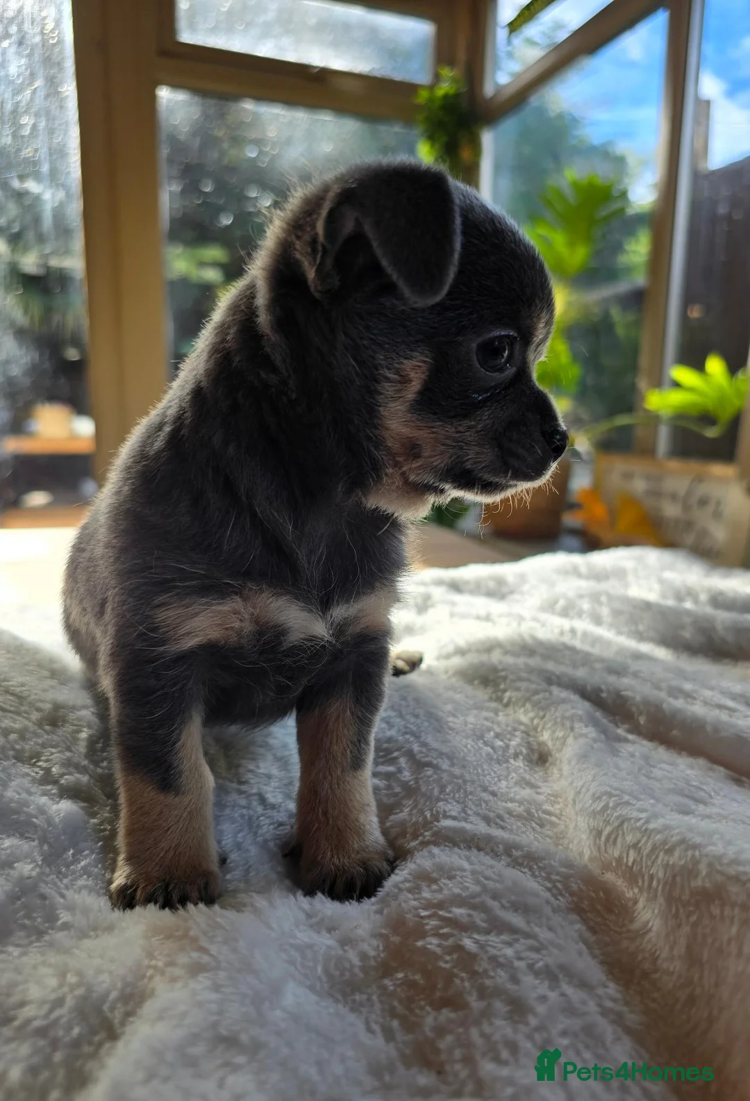 Chihuahua dogs for sale: Gorgeous Chiuahaha pups! - Advert 1