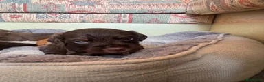 Cocker Spaniel 2