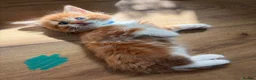 Mixed Breed cats for sale: 5 HALF-RAGDOLL KITTENS ❤️ - Advert 10