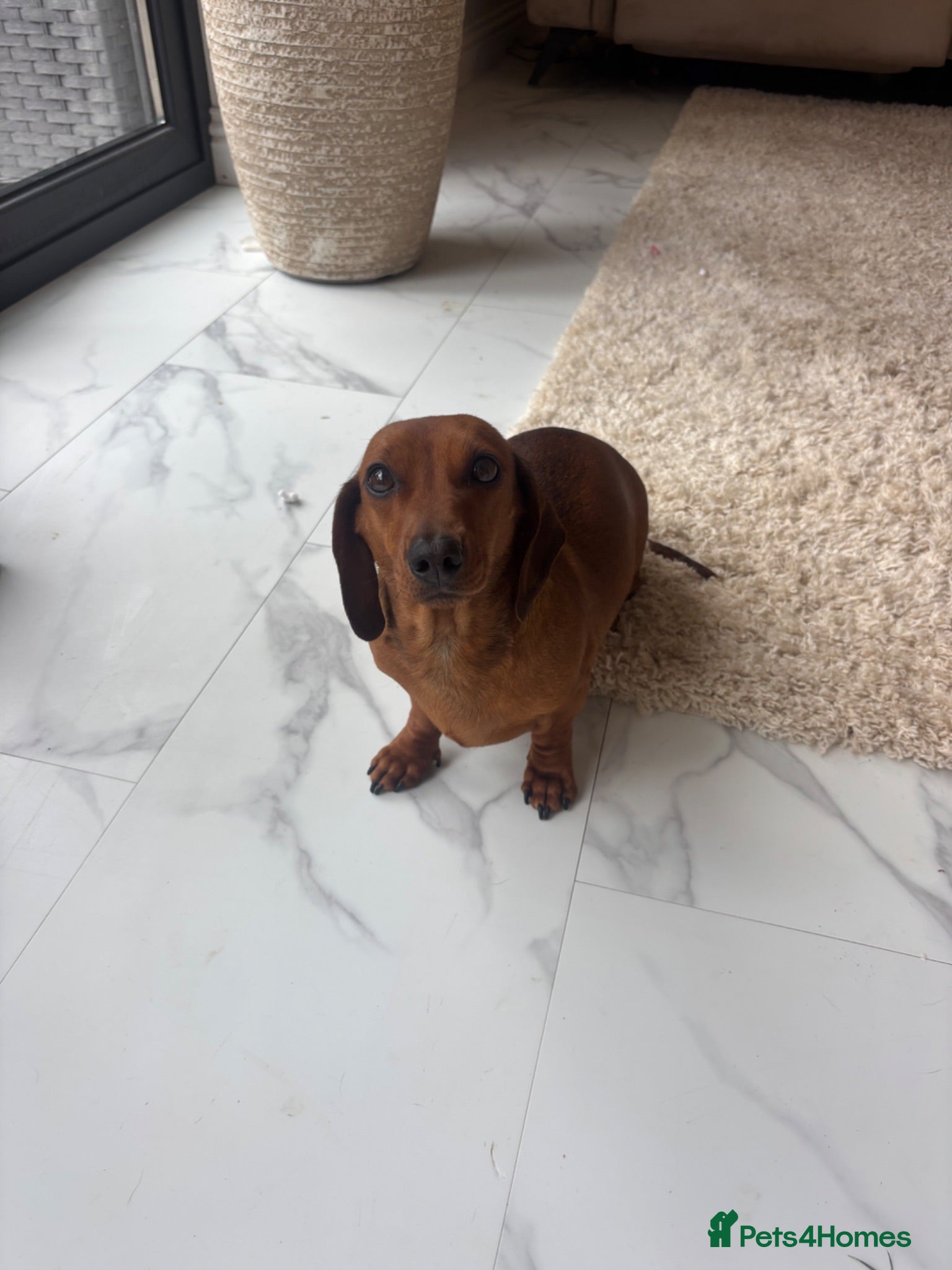 Miniature Dachshund dogs One girl 🩷 - Advert 1