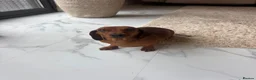 Miniature Dachshund dogs for sale: One girl 🩷 in Witney - Advert 1