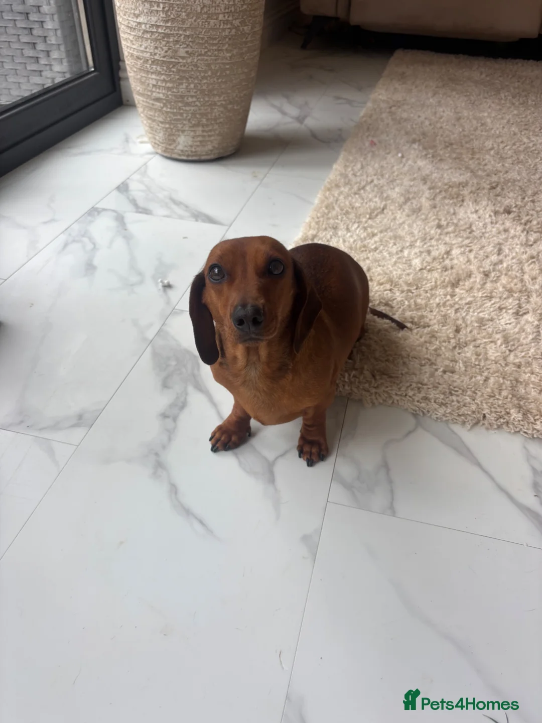Miniature Dachshund dogs for sale: One girl 🩷 in Witney - Advert 1