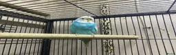 Budgerigars birds for sale: Young budgies for sale - Advert 18
