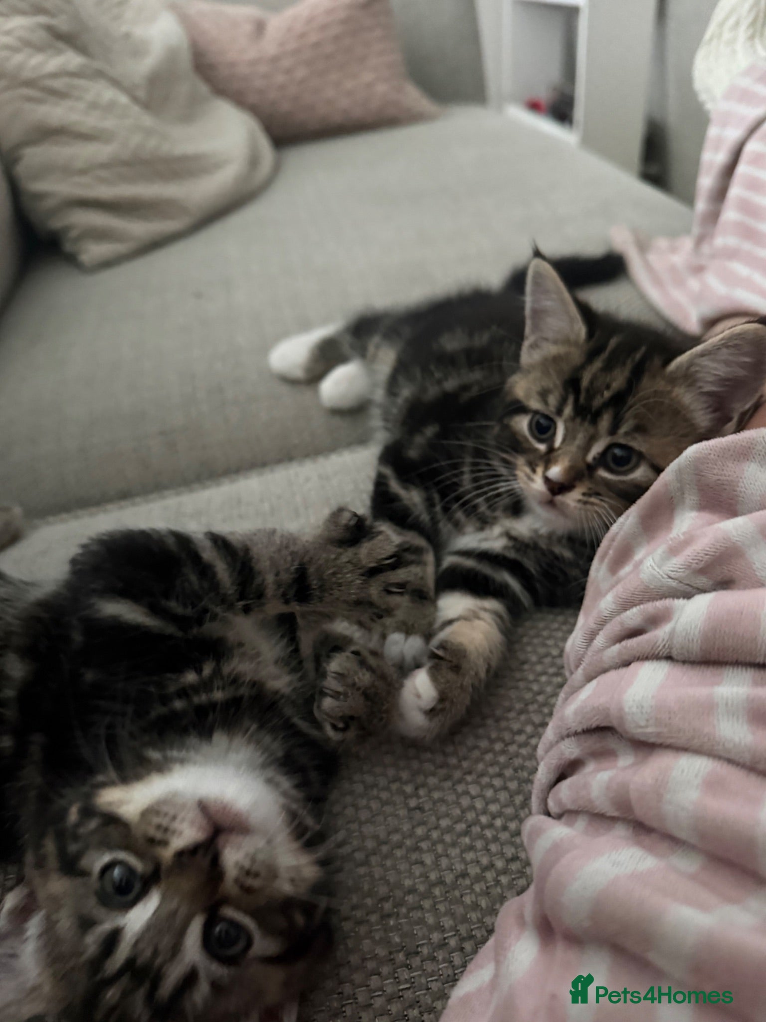 Mixed Breed cats 9 week old kittens ready to be rehomed  - Advert 1