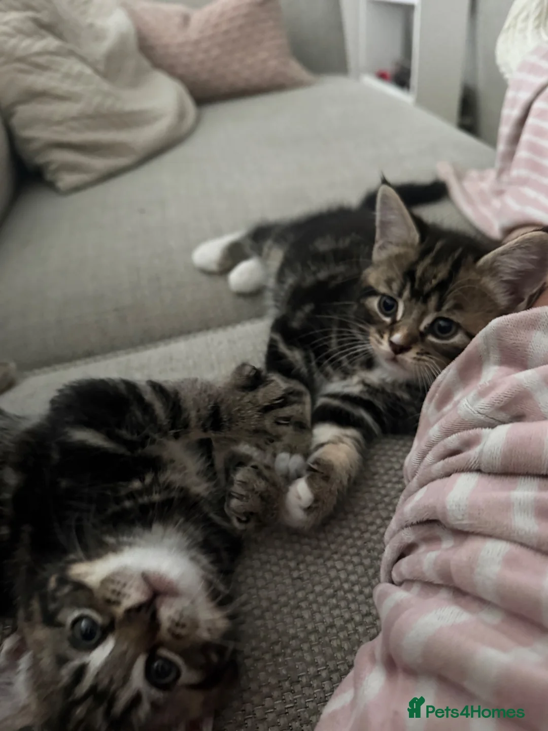 Mixed Breed cats for sale: 9 week old kittens ready to be rehomed  in Leeds - Advert 1