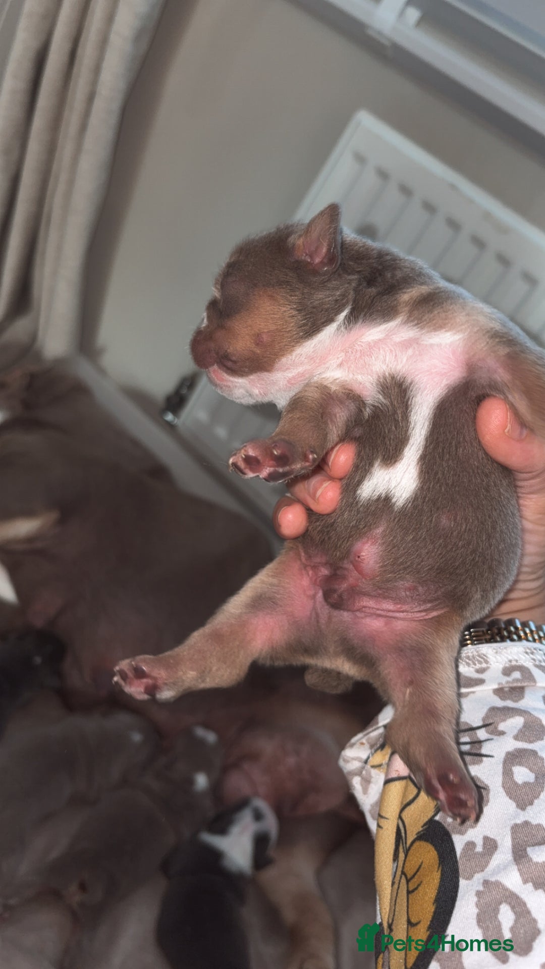 English Bulldog dogs for sale: BRITISH BULLDOG MALE/FEMALE - Image 13