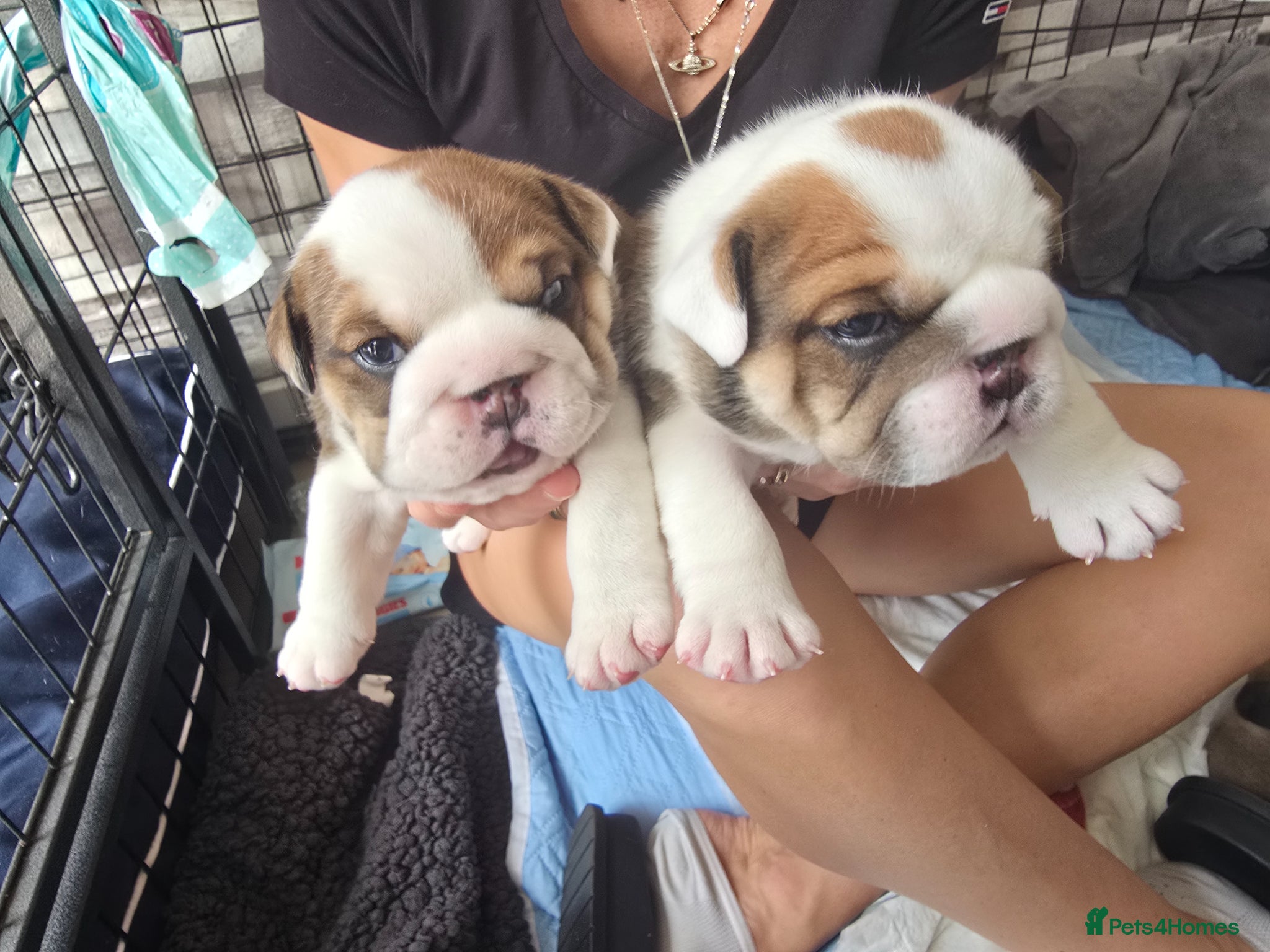 English Bulldog dogs 🐶 🔥KC registered English bulldog puppies✨️🔥 - Advert 3