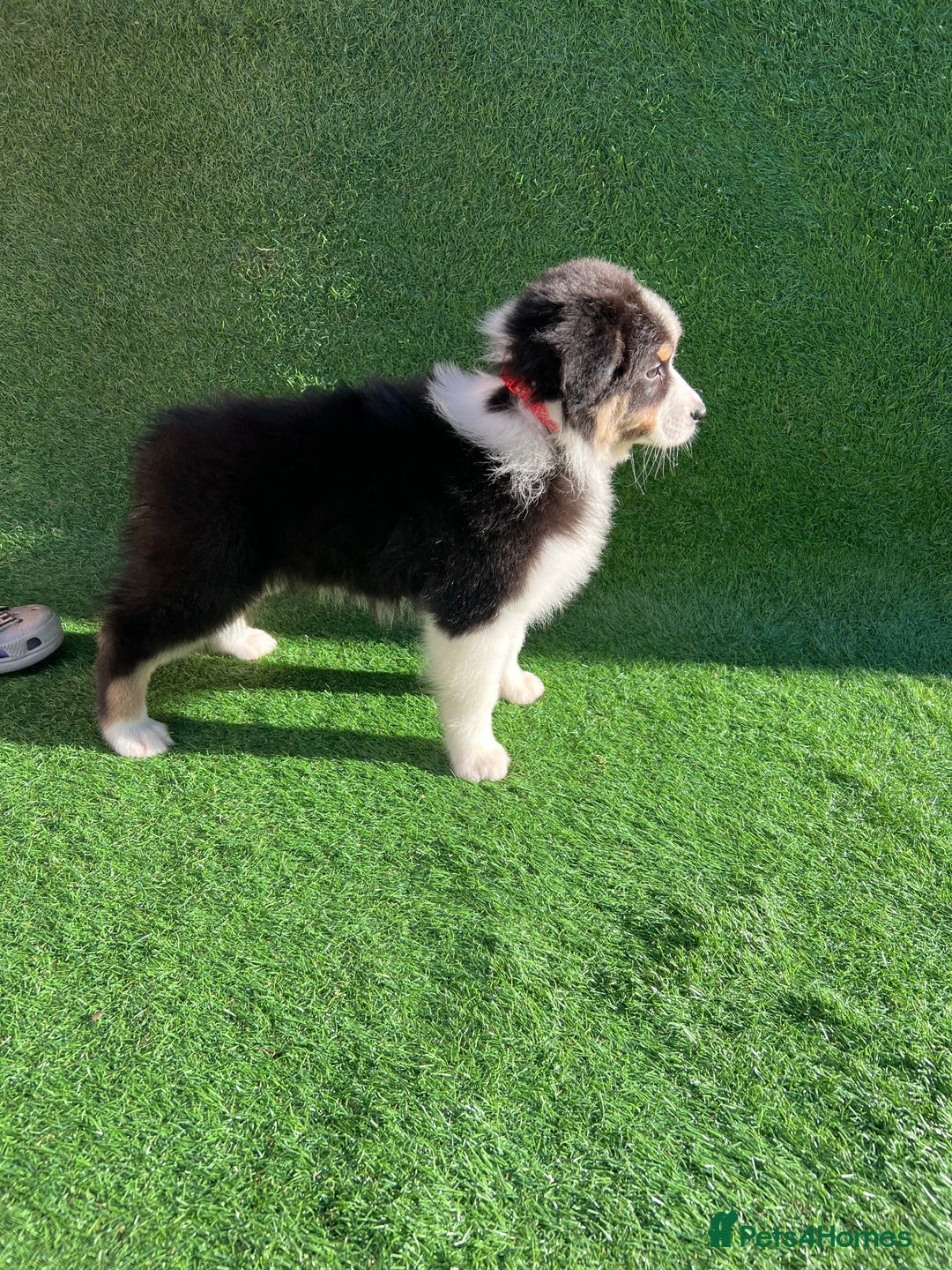 Australian Shepherd dogs for sale: Australia shepherd Kc puppies  - Image 14