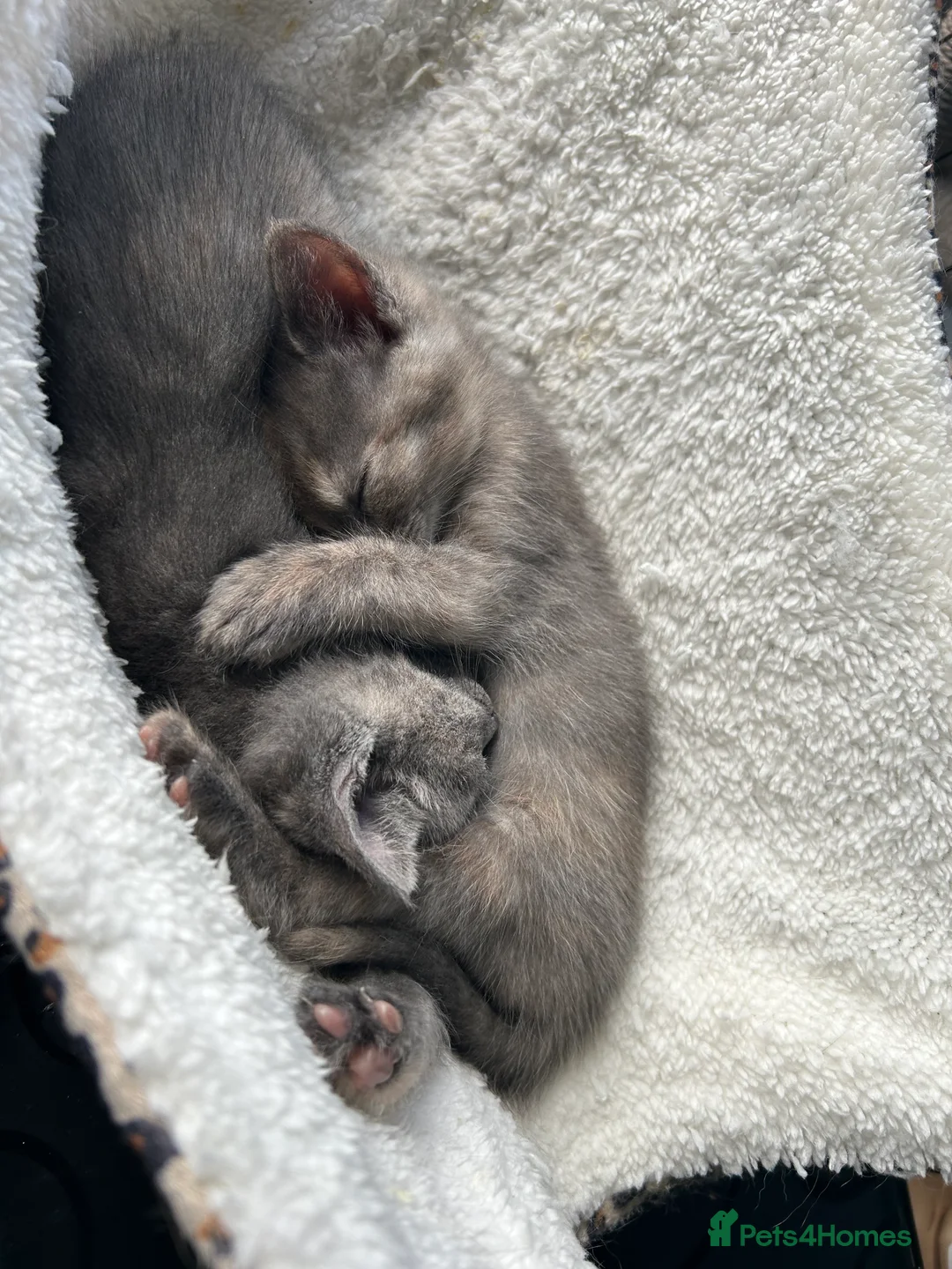 British Shorthair cats for sale: Stunning British short hair kittens - Advert 1
