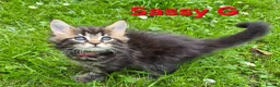 Maine Coon cats for sale: Beautiful maine coon kittens  - Advert 8