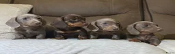 Dachshund dogs for sale: Kc registerd quality miniture daschunds  - Advert 4