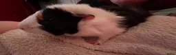 Guinea Pig rodents for sale: Male guinea pig, Pumbaa  - Advert 7