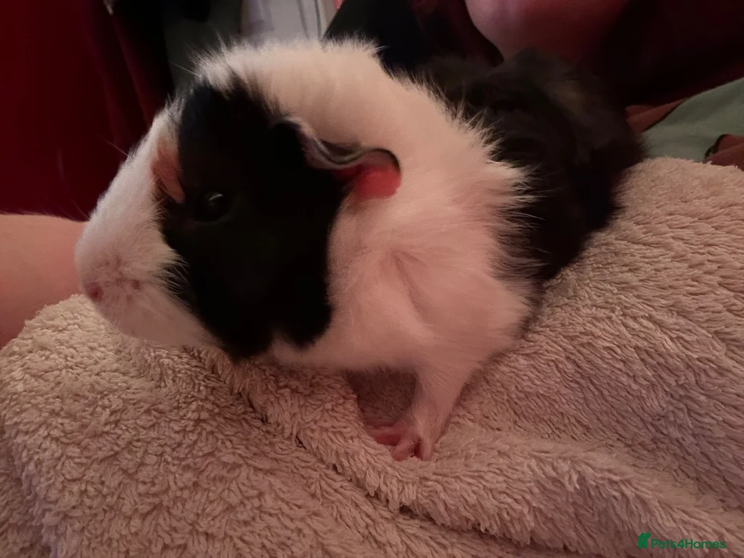 Guinea Pig rodents for sale: Male guinea pig, Pumbaa  - Advert 7