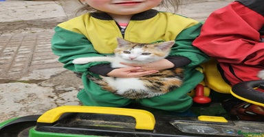 Mixed Breed cats - Advert 13