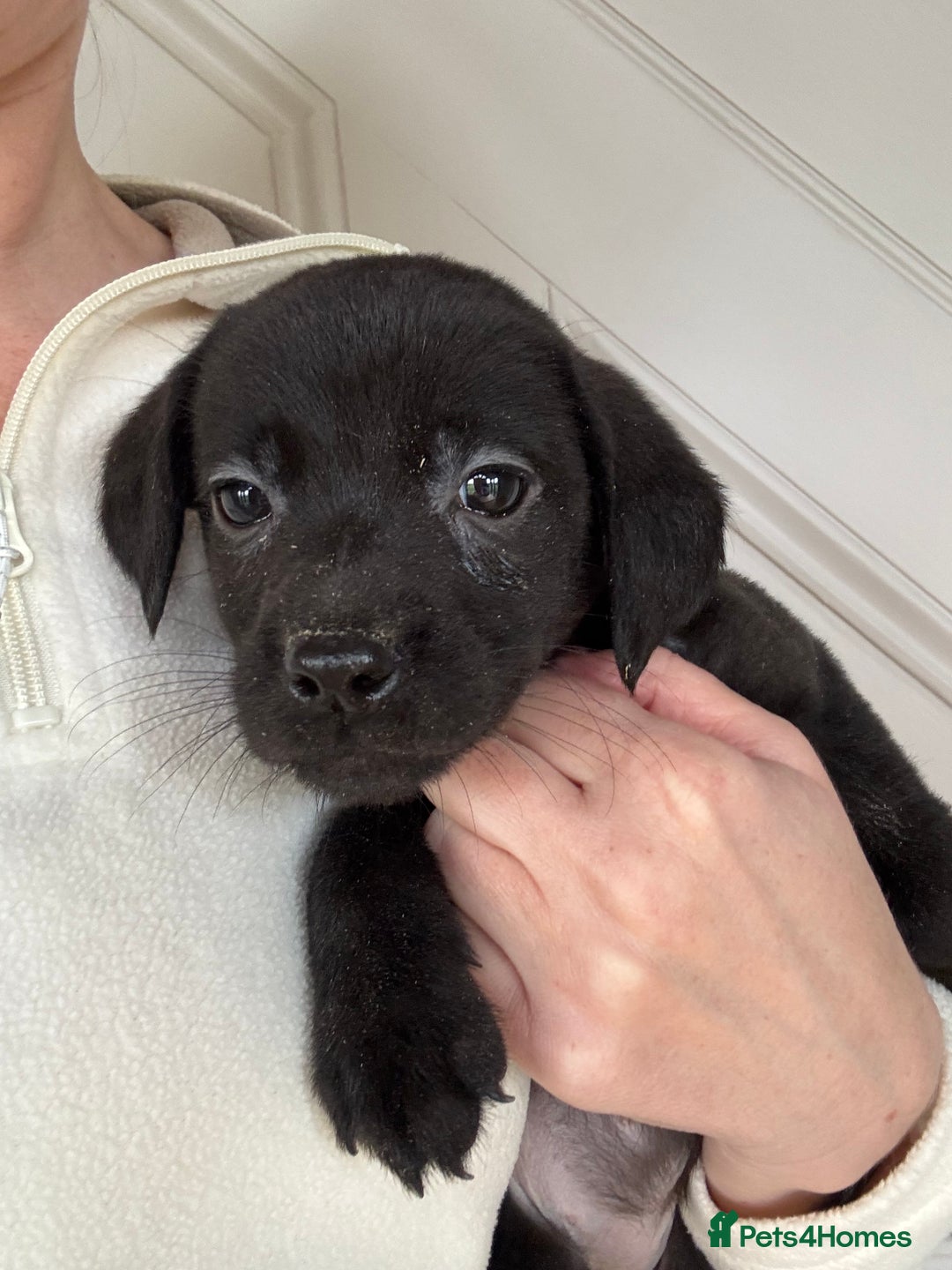 Labrador Retriever dogs for sale: ⭐️⭐️Outstanding KC Registered Labrador Puppies⭐️⭐️ - Advert 5