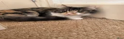 Mixed Breed cats for sale: Free beautiful cat in Colchester - Advert 7