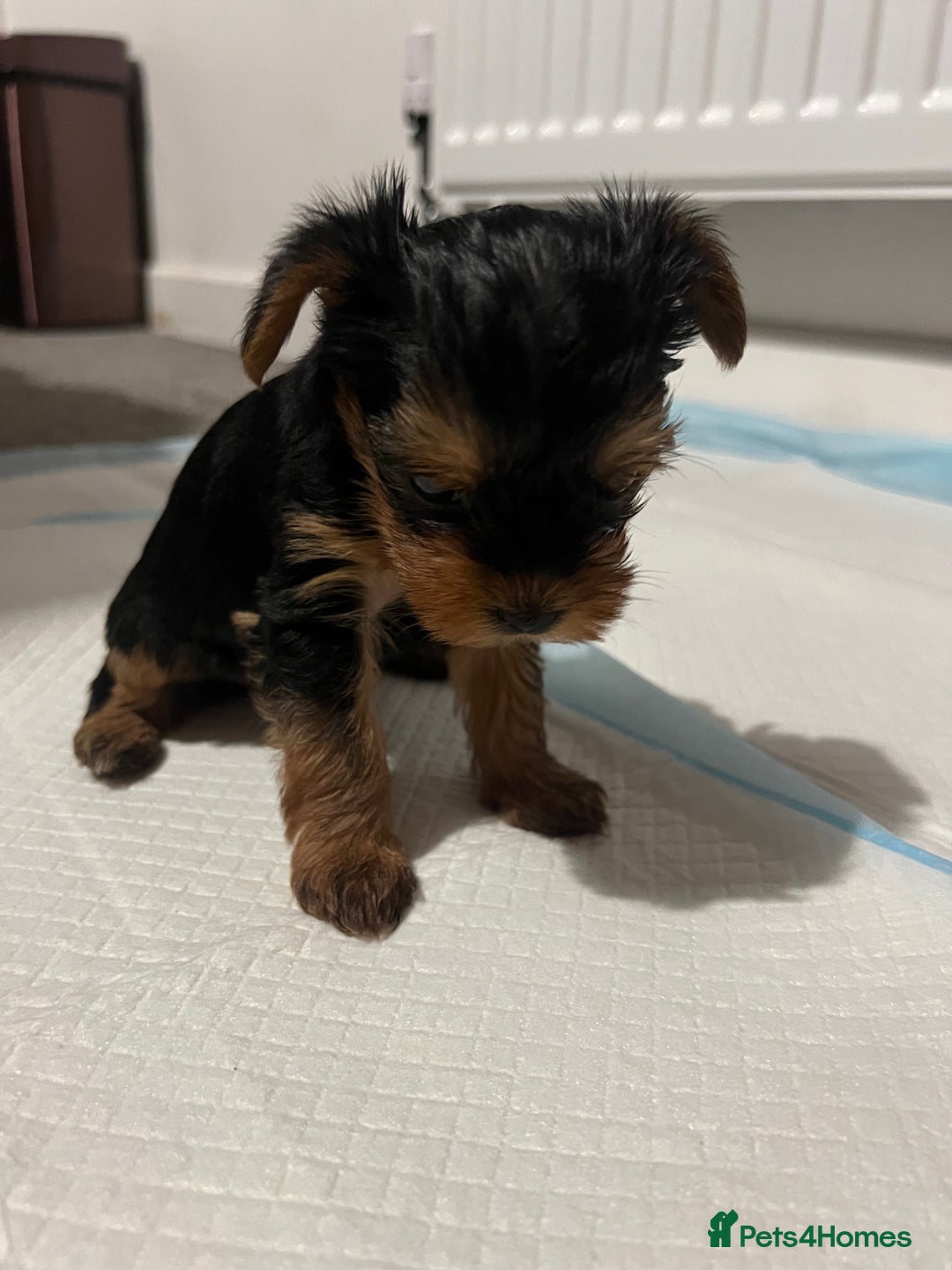 Yorkshire Terrier dogs for sale: 4 little pure breed Yorkshire terrier puppies  - Advert 16