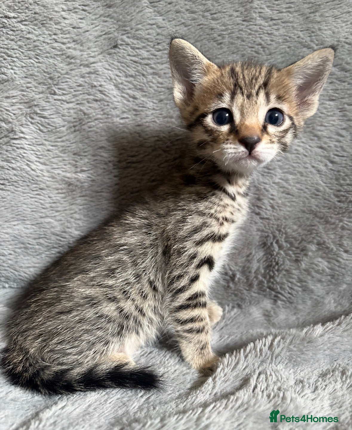 Savannah cats Beautiful SBT female - Advert 1