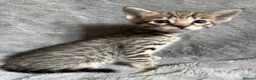 Savannah cats for sale: Beautiful SBT female - Advert 7