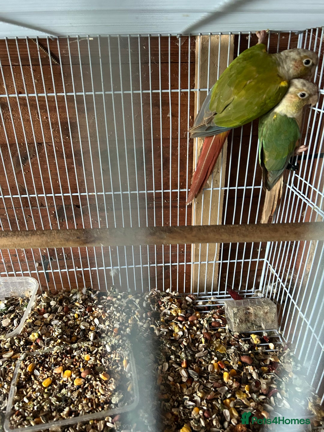 Ringnecks birds for sale: Ringnick proven breeding pairs  - Advert 1