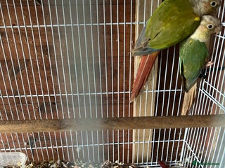 Ringnecks birds - Advert 1