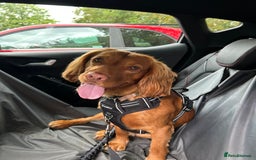 Cocker Spaniel dogs for stud: Beautiful golden cocker spaniel for stud - Image 2