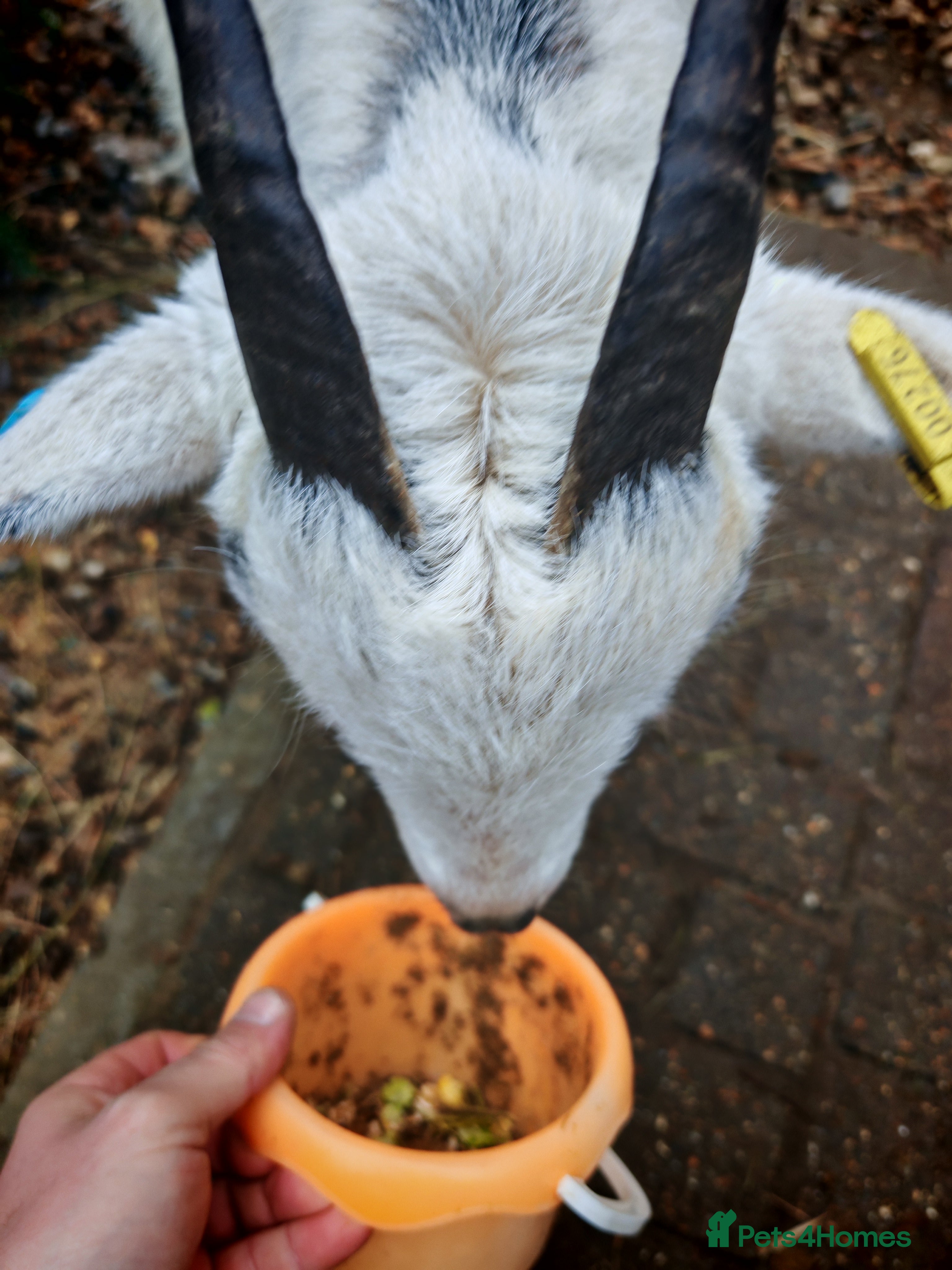 Goats livestock Pygmy goats  - Advert 12