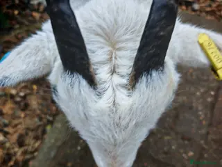 Goats livestock Pygmy goats - Advert 12