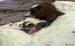 English Springer Spaniel dogs for sale: Springer Spaniel Puppies in Wigan - Image 1